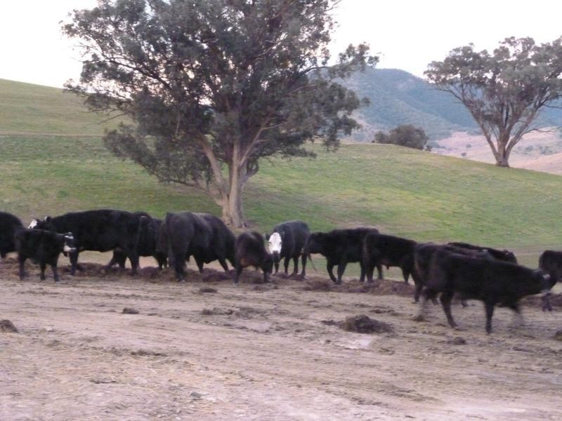 7485 Great Alpine Road, Swifts Creek VIC 3896