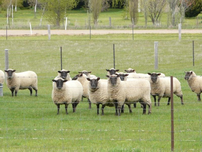 72 MacFarlane Street, Benambra VIC 3900