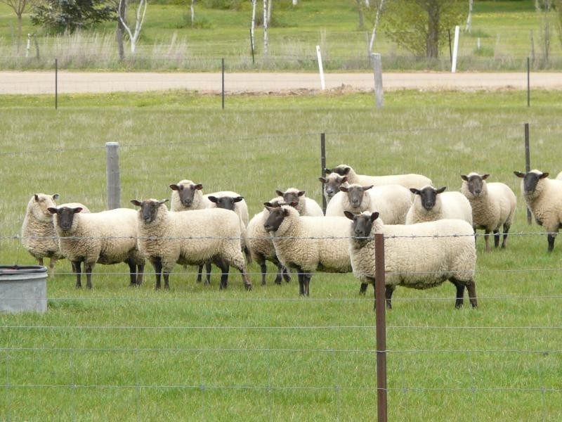 72 MacFarlane Street, Benambra VIC 3900