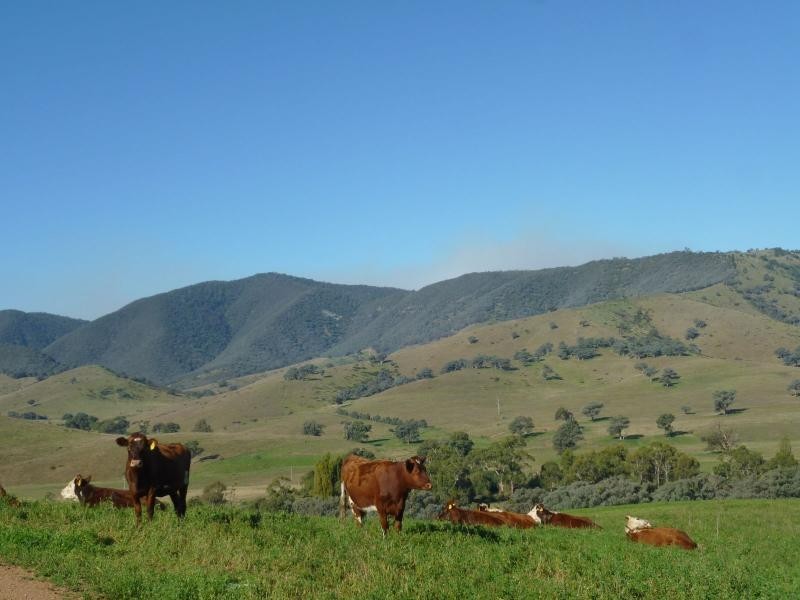 7485 Great Alpine Road, Swifts Creek VIC 3896