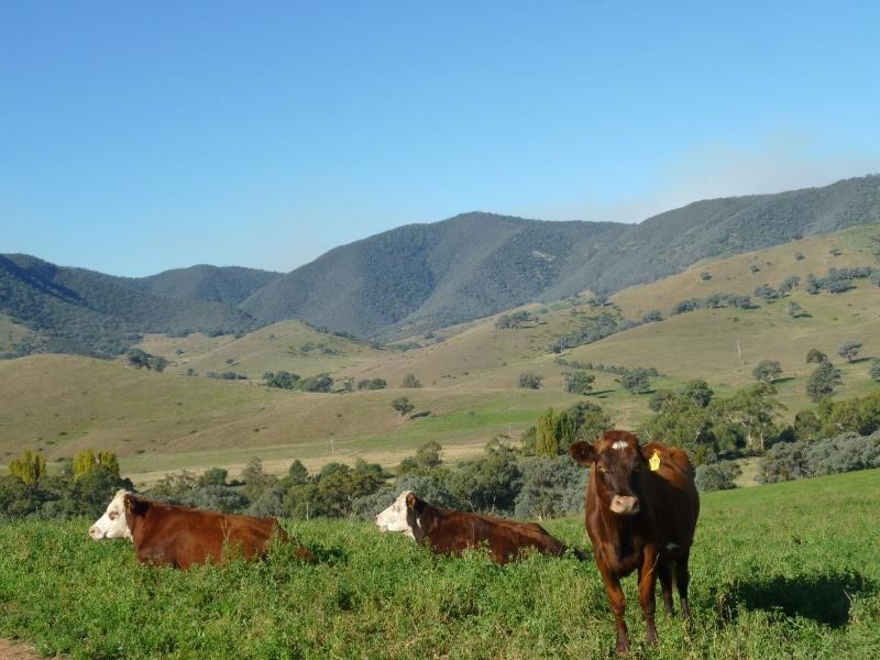 7485 Great Alpine Road, Swifts Creek VIC 3896