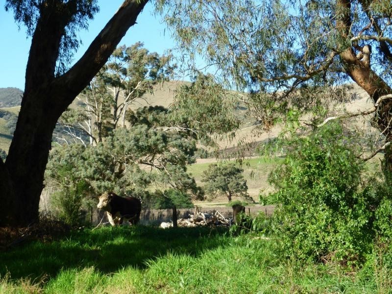 7485 Great Alpine Road, Swifts Creek VIC 3896