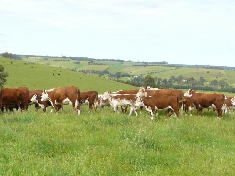 924 Stephenson Road, Tambo Upper VIC 3885