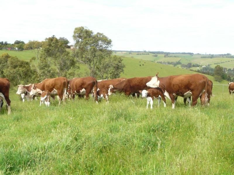 924 Stephenson Road, Tambo Upper VIC 3885