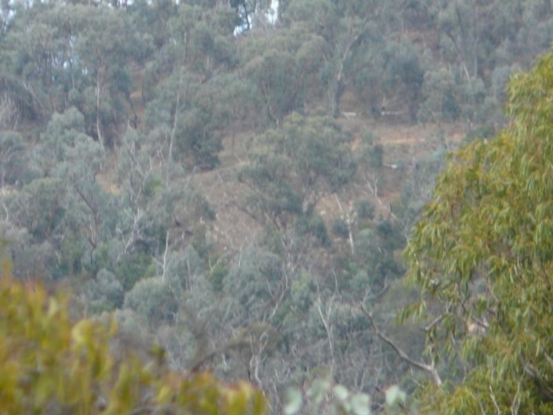 738 Bindi Road, Bindi VIC 3896