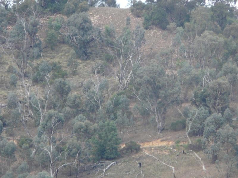 738 Bindi Road, Bindi VIC 3896