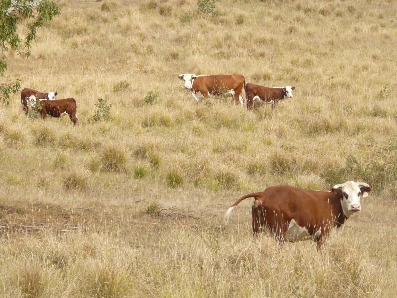 3954 Tulloch Ard Road, Buchan VIC 3885