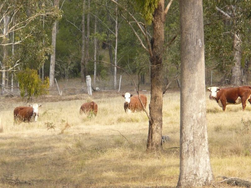 3954 Tulloch Ard Road, Buchan VIC 3885