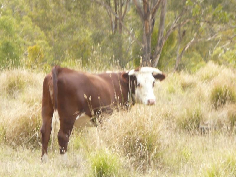 3954 Tulloch Ard Road, Buchan VIC 3885