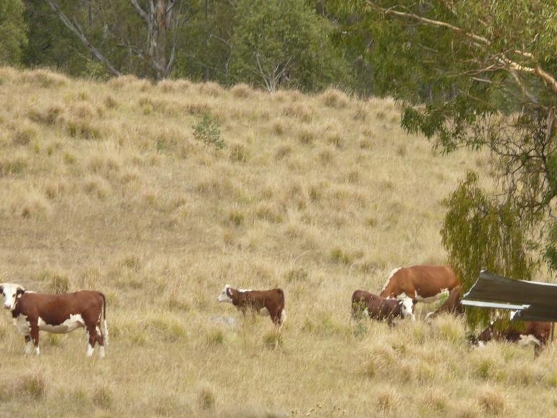 3954 Tulloch Ard Road, Buchan VIC 3885