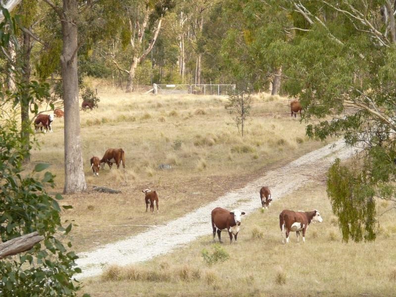 3954 Tulloch Ard Road, Buchan VIC 3885