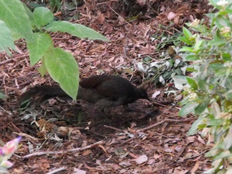 2 Tea Tree Lane, Lake Bunga VIC 3909