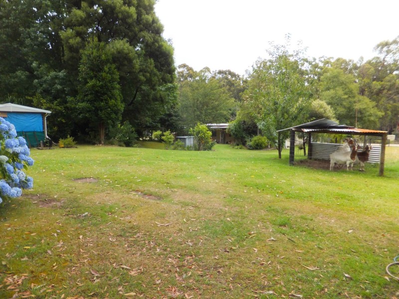 Manorina VIC 3889