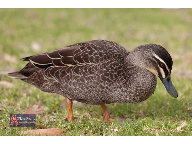 Canning Vale WA 6155