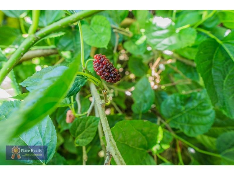 15 Grandpre Crescent, Hamilton Hill WA 6163