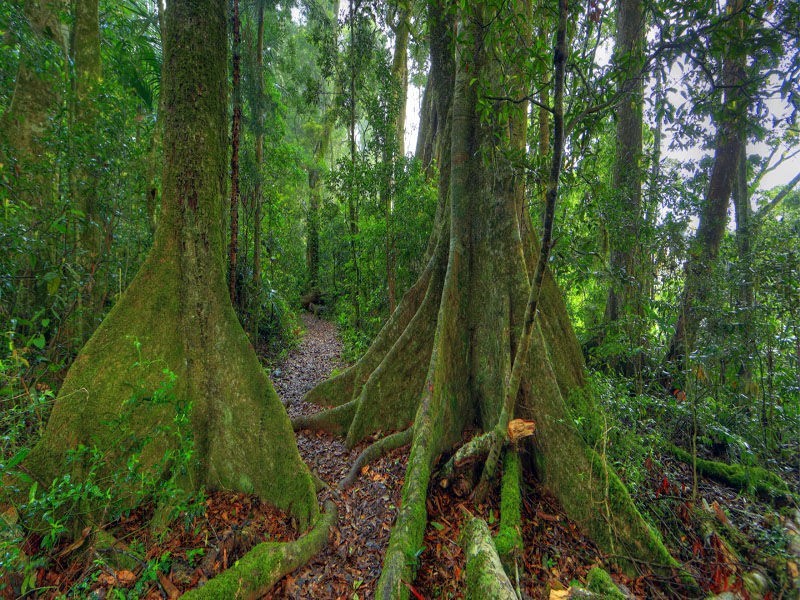 268 Forestry Reserve Road, Goomburra QLD 4362