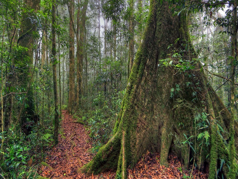 268 Forestry Reserve Road, Goomburra QLD 4362