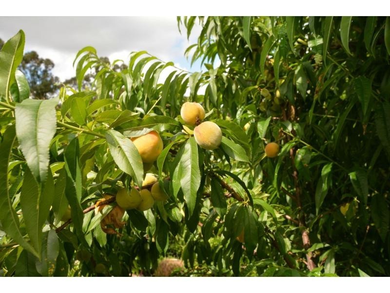 6 Sumatra Court, Tamborine Mountain QLD 4272