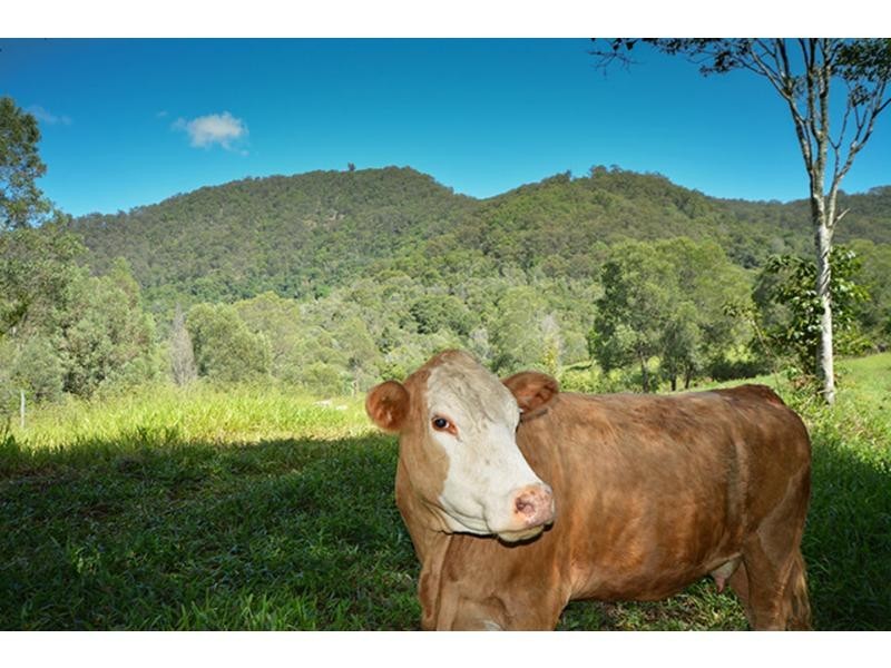 Lot 2 WD3053 Welches Road, Wongawallan QLD 4210