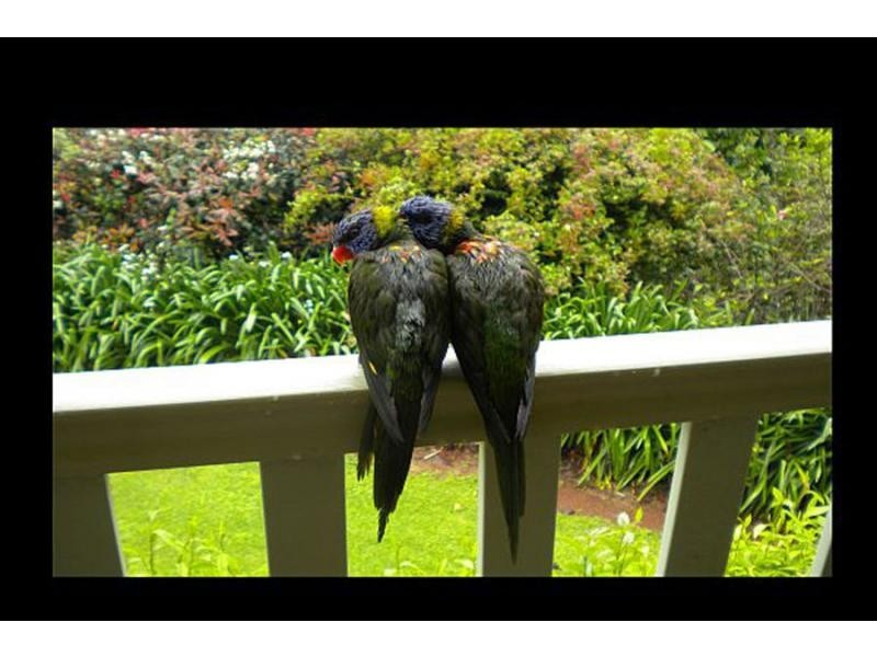 322 Main Western Road, Tamborine Mountain QLD 4272