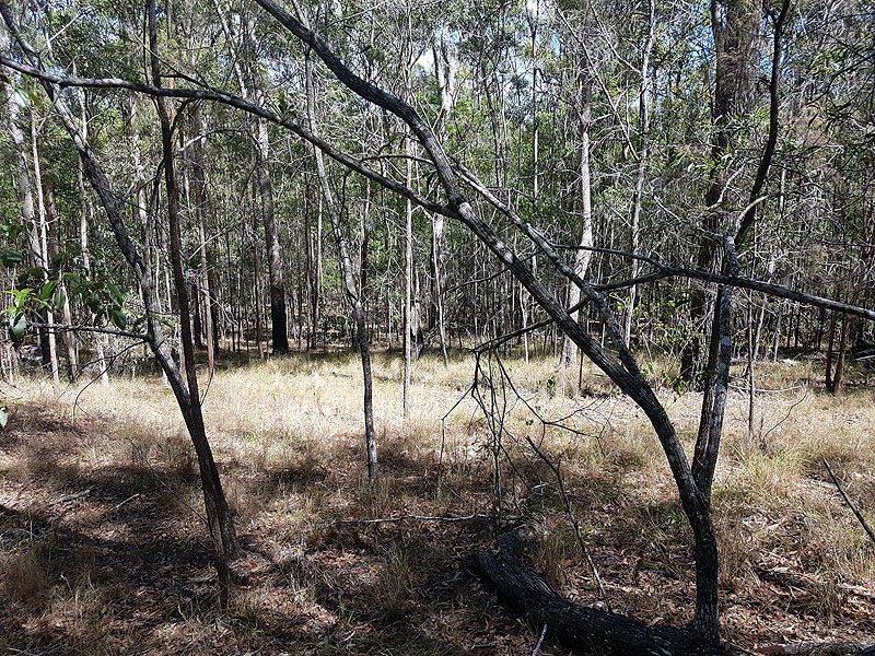 77 Evanita Drive, Gilston QLD 4211