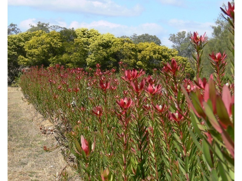 64 Selwyn Road, Esk QLD 4312