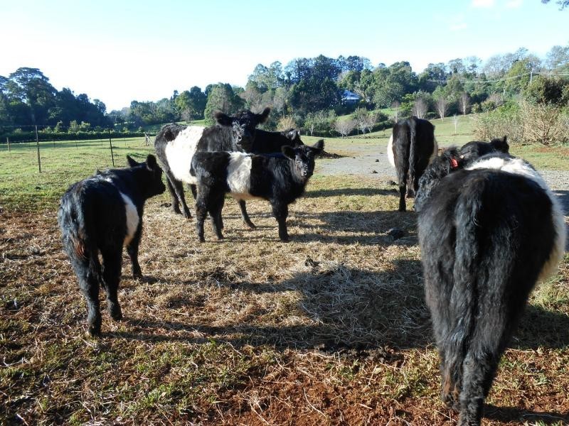 Tamborine Mountain QLD 4272