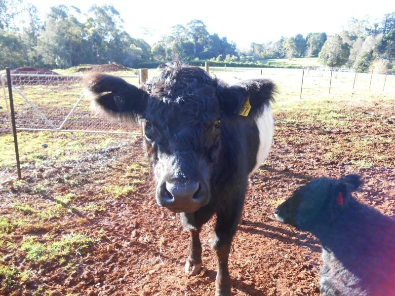 Tamborine Mountain QLD 4272