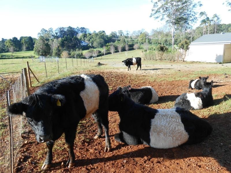 Tamborine Mountain QLD 4272