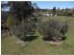Beechmont QLD 4211