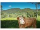 Wongawallan QLD 4210