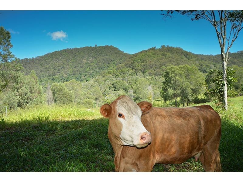 Wongawallan QLD 4210