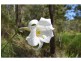 Wongawallan QLD 4210