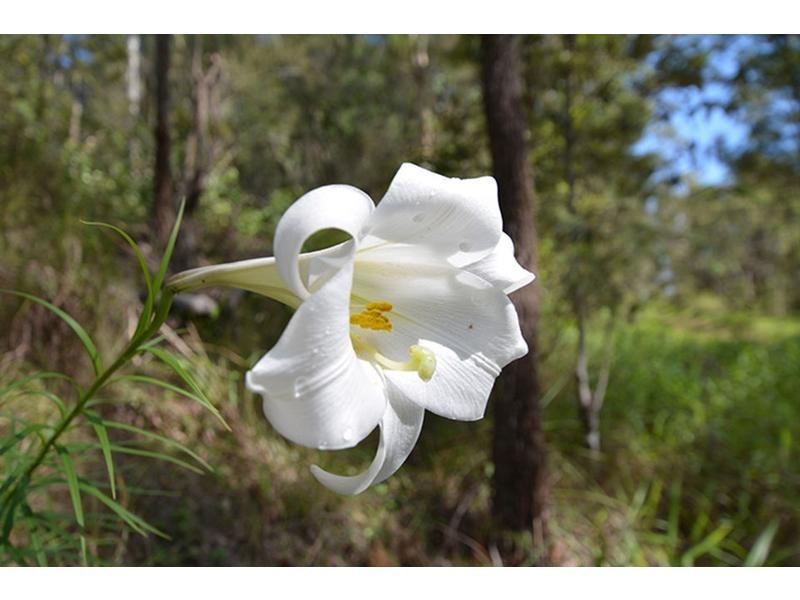 Wongawallan QLD 4210
