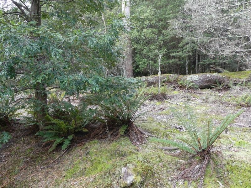 Golden Valley TAS 7304