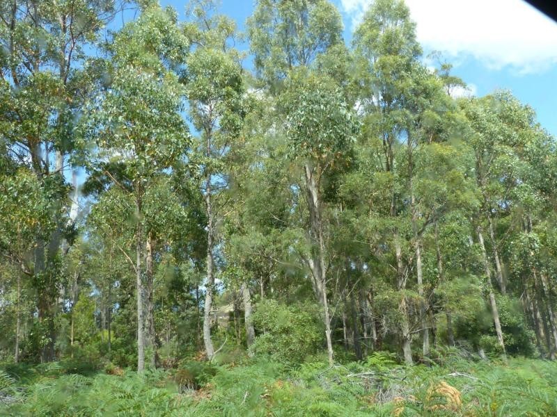 202 Mersey Hill Road, Mole Creek TAS 7304