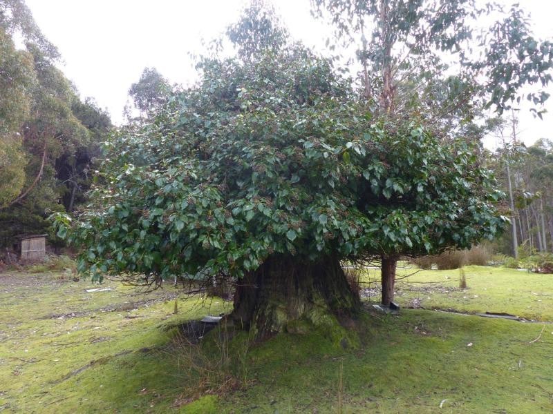 202 Mersey Hill Road, Mole Creek TAS 7304