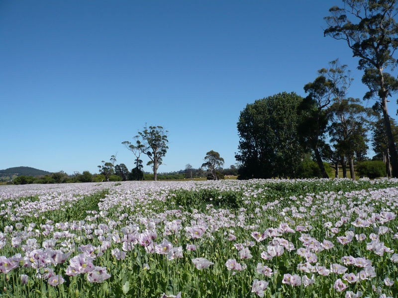 318 A Bengeo Road, Dunorlan TAS 7304