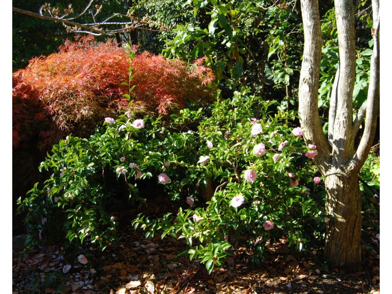 5988 Bass Highway, Elizabeth Town TAS 7304