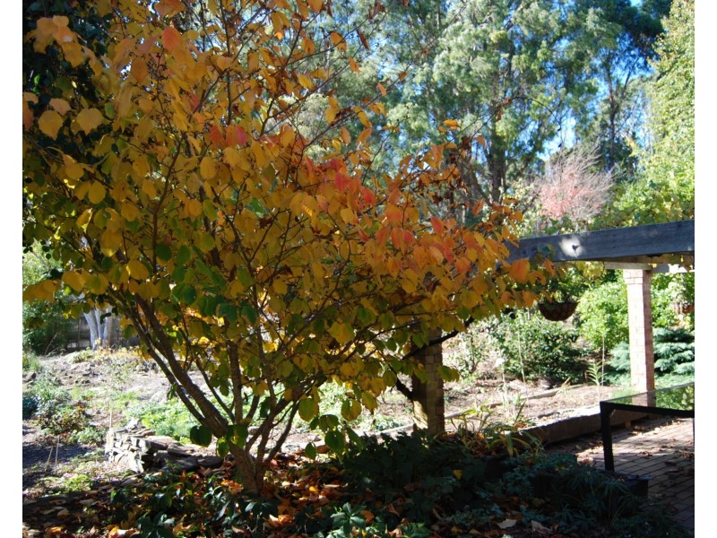 5988 Bass Highway, Elizabeth Town TAS 7304