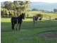 31 Walters Road, Mole Creek TAS 7304