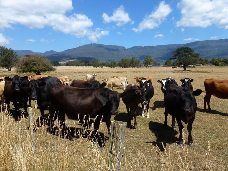 49 Rosedean Road, Western Creek TAS 7304