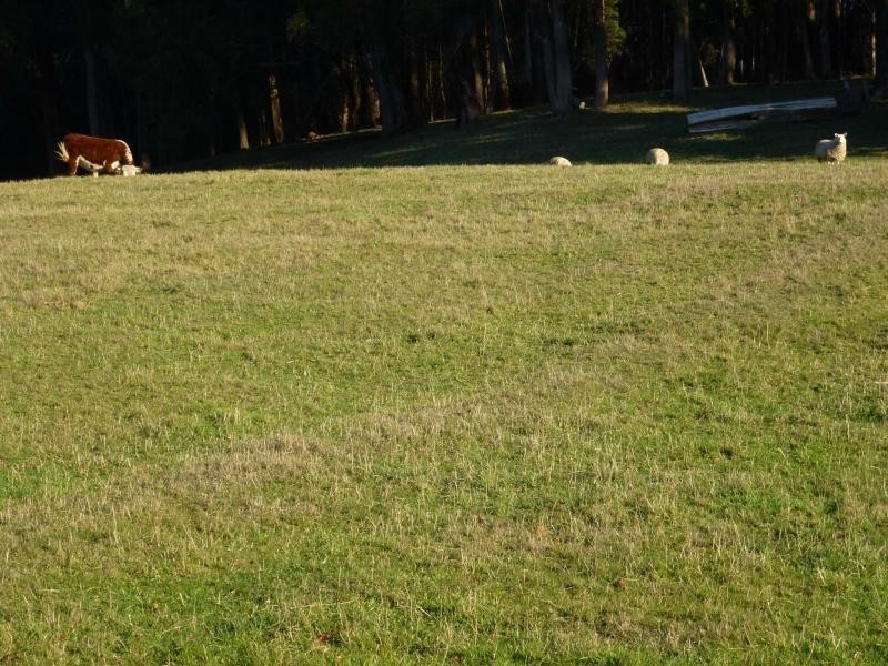 478 Union Bridge Road, Mole Creek TAS 7304
