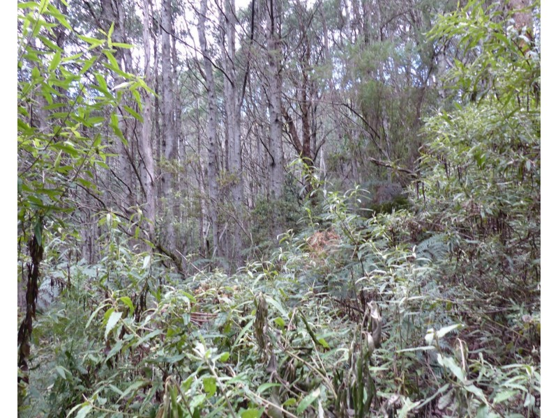 Lot 1 Highland Lakes Road, Golden Valley TAS 7304