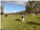 84 Union Bridge Road, Mole Creek TAS 7304
