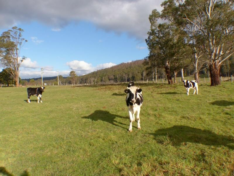 84 Union Bridge Road, Mole Creek TAS 7304