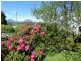49 West Goderich Street, Deloraine TAS 7304