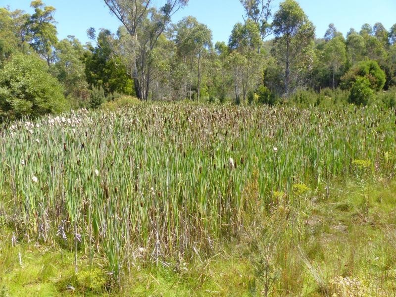 625 Weetah Road, Weetah TAS 7304