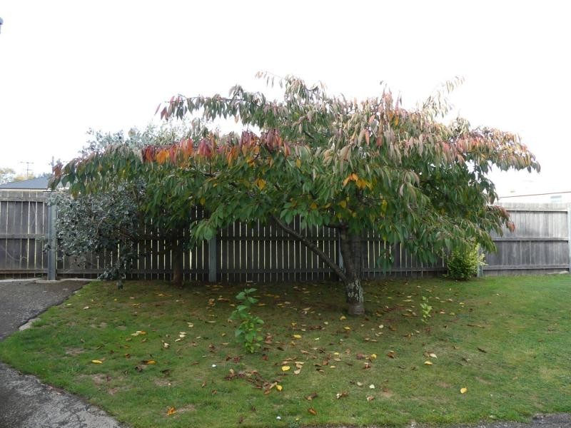 10 Winter Street, Deloraine TAS 7304