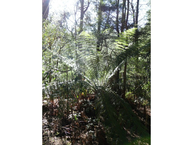 1405 Bogan Road, Golden Valley TAS 7304